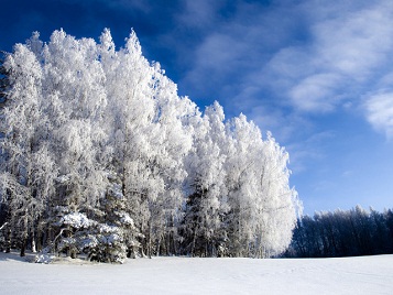 moroz